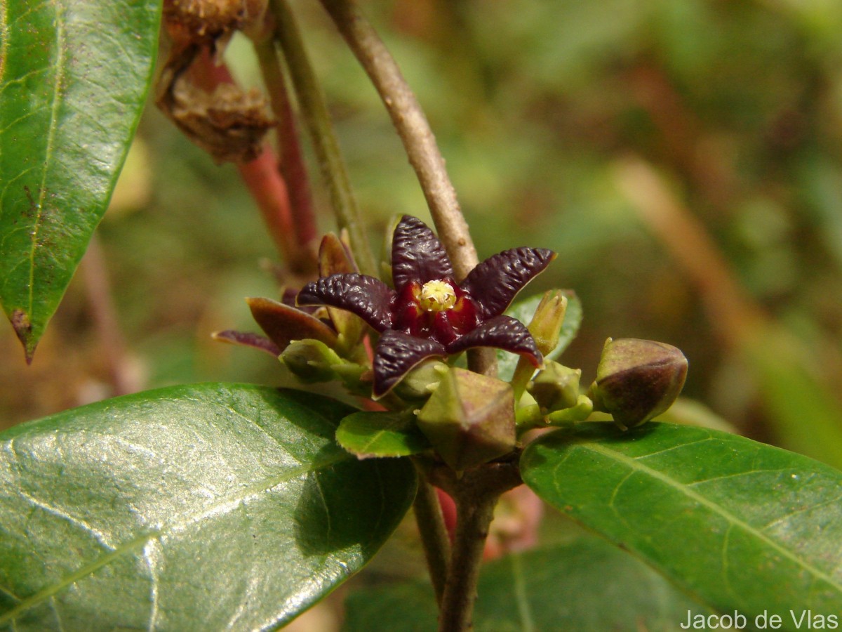 Hemidesmus indicus (L.) R.Br.